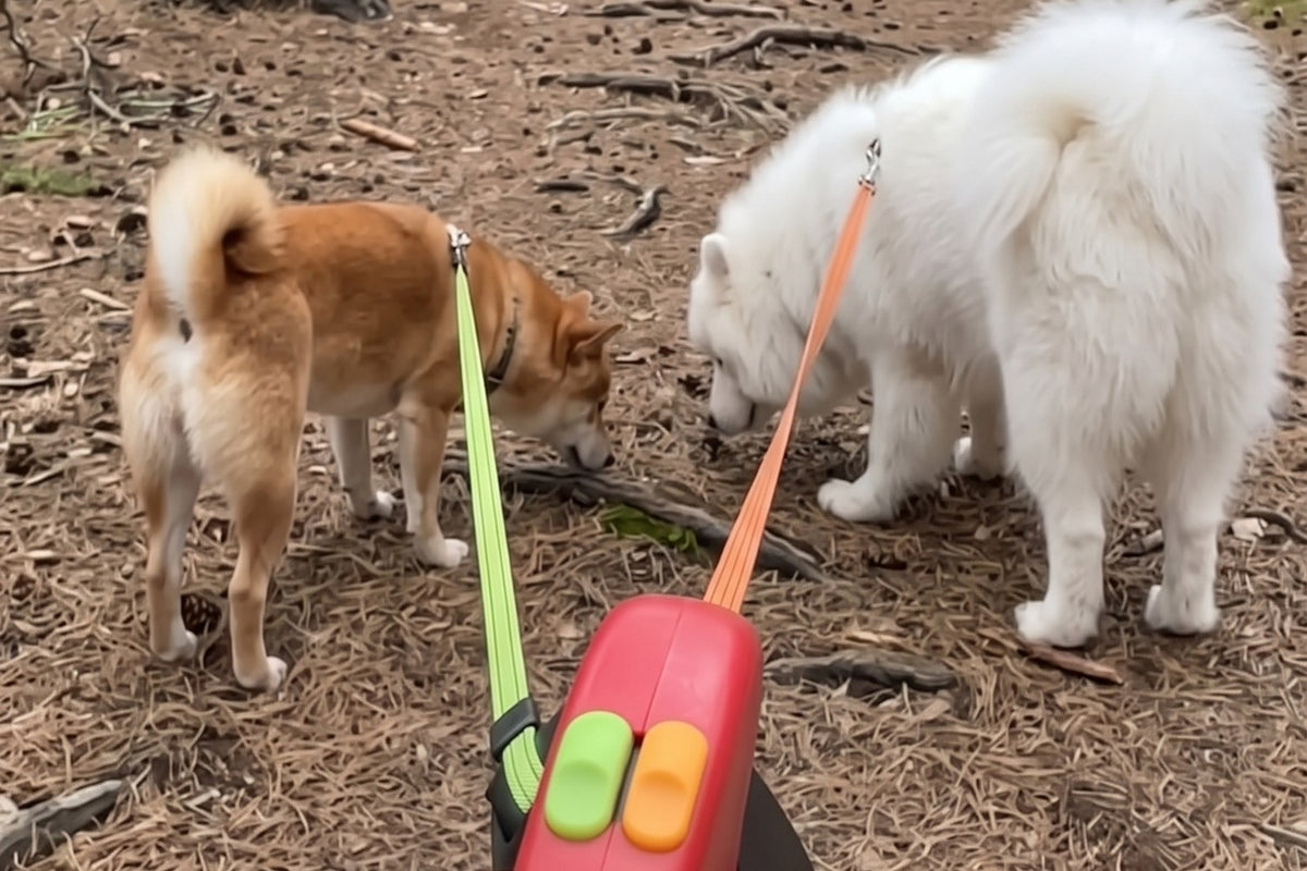 Dos perros paseando con la correa doble Dual Dog